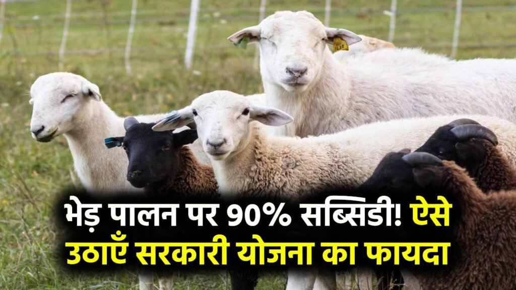 भेड़ पालन पर मिलेगी 90 परसेंट सब्सिडी, जाने कैसे उठा सकते है फायदा Sheep Farming Scheme