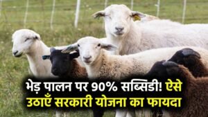 भेड़ पालन पर मिलेगी 90 परसेंट सब्सिडी, जाने कैसे उठा सकते है फायदा Sheep Farming Scheme