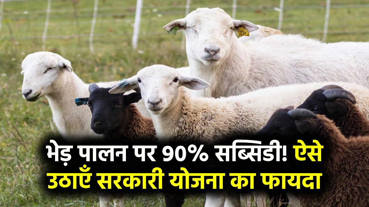 भेड़ पालन पर मिलेगी 90 परसेंट सब्सिडी, जाने कैसे उठा सकते है फायदा Sheep Farming Scheme
